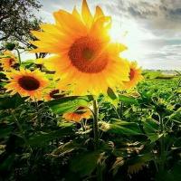 暑假社会实践心得体会--大学生与工厂普工 - 轻